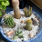 Natural White Decorative Pebbles