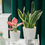 Self-Watering Transparent Planter