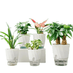 Self-Watering Transparent Planter